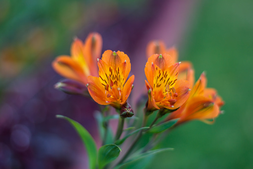 Soaking wet orange flower outdoors on an Autumn morning.