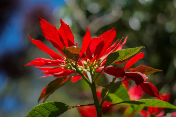 Colorful flowers of botanical garden and rose garden of Ooty Tamilnadu India