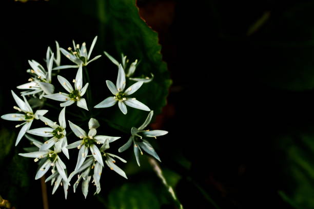 Bavaria, Germany- May 2020. Wild garlic (Allium ursinum) close-up.
