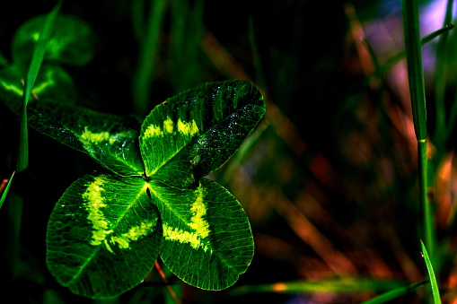 Bavaria, Germany- May 2020. Four leaf Clover close-up.