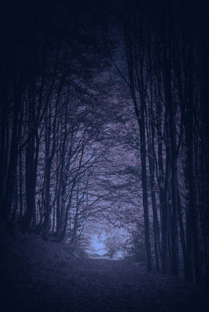 istock The way through the carpathian night forest 1223816314