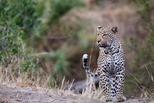 istock Female leopard watching around in Sabi Sands Game Reserve 1223817085