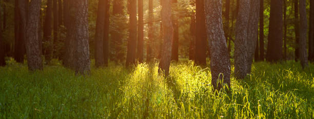istock Sunlight gilds the green grass in the forest. Summer forest banner. 1223817143