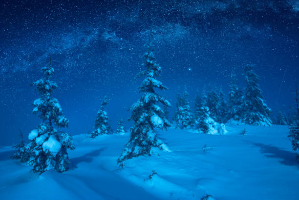 istock Fir trees covered with snow in a moon light 1223817148