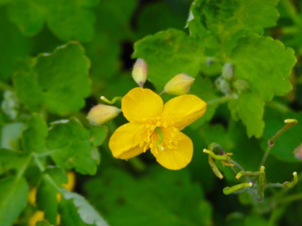 istock Celandine plant in spring bloom 1223817191