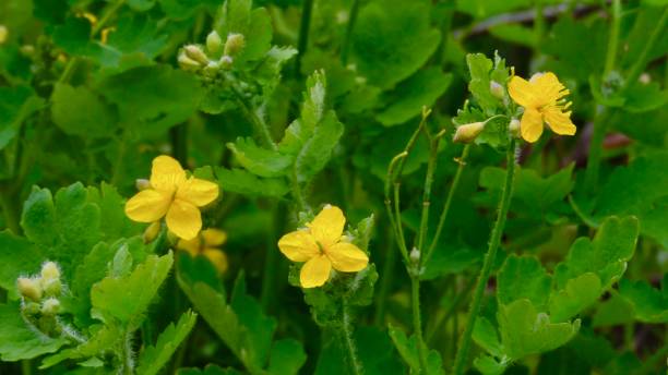 istock Celandine plant in spring bloom 1223817255