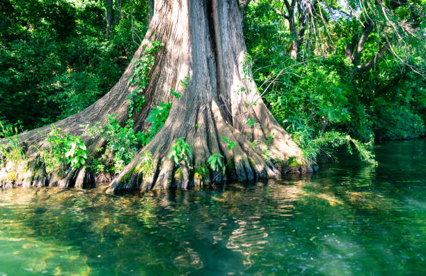 gigantic cypress tree spreads its roots straight into the waters of the colorado river - old town imagens e fotografias de stock