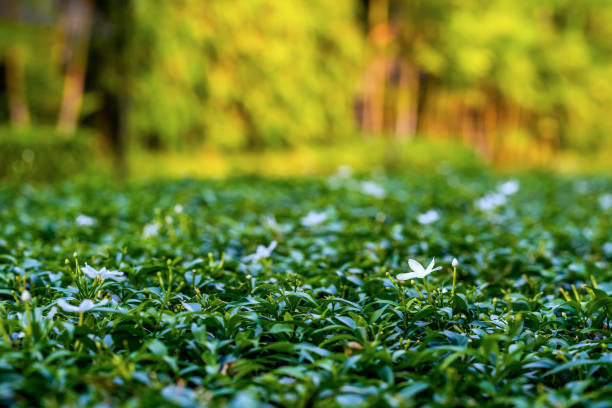 Jasmine that has just bloomed