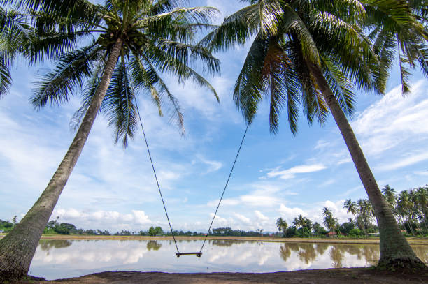 istock Swing in coconut farm 1223818652