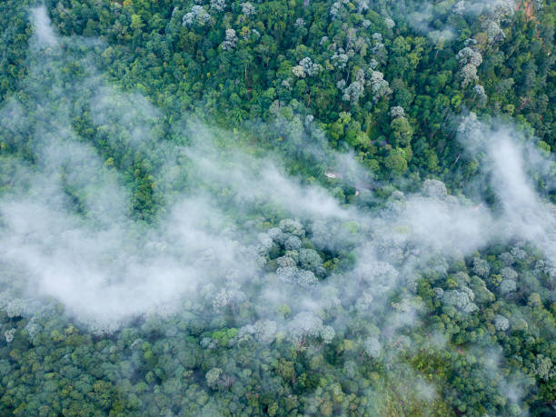 istock Aerial view sea cloud over rainforest 1223821020