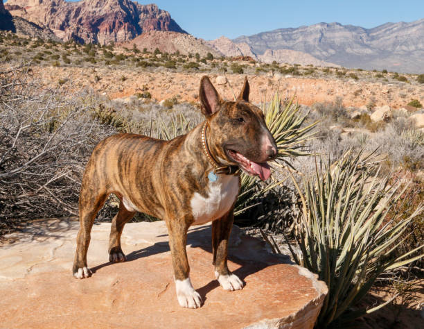 istock Natural lighting portrait of a brindle bull terrier 1223821071