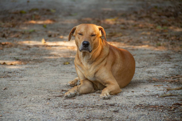 istock A brown dog sitting with eyes closed 1223822498