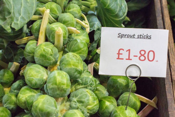 A fresh crop of Brussels sprouts on the stems of the plant
