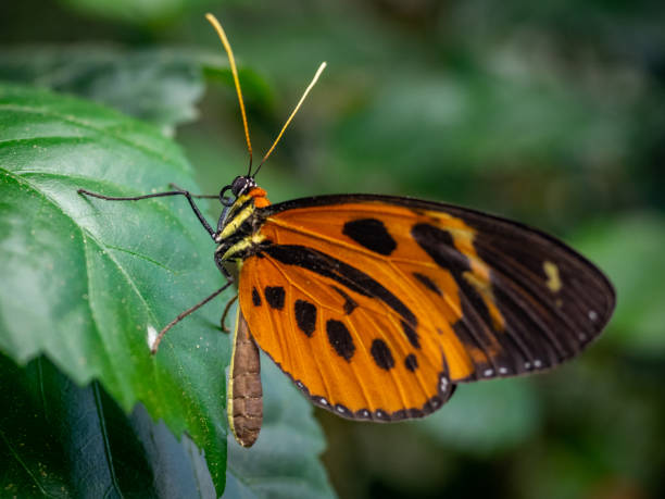 istock Close-up of an orange butterfly 1223823133