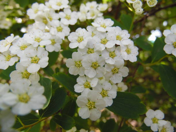 istock Spirea shrub in spring flowering and blossom 1223823177