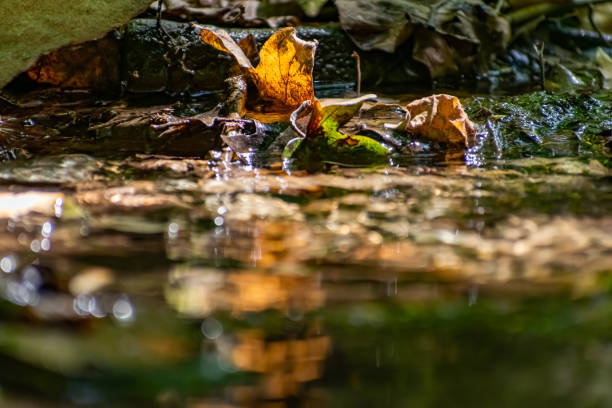 Fallen dry leaves and small branches in a forest pool among stones, moss and vegetation. stock photo