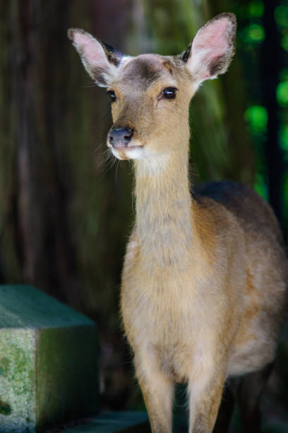 istock Cute Deer in Nara Deer Park in Nara, Japan 1223823444