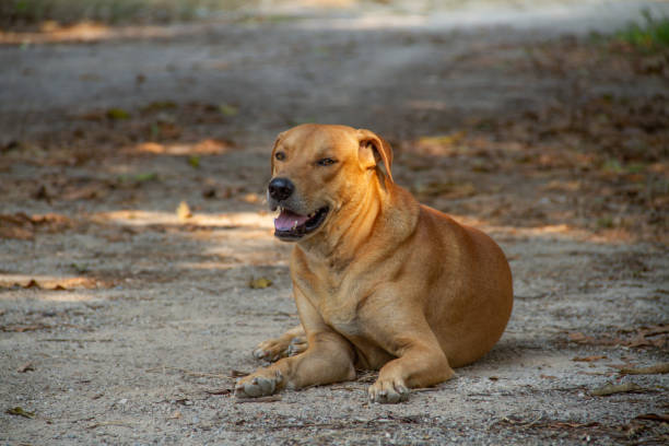 istock Brown dog lying on the ground 1223823960
