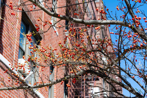 istock Red Berries on a Tree Branch during Spring with an Old Residential Building in the Background in Astoria Queens New York 1223824005
