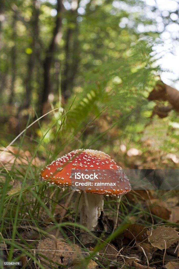 Amanita - Foto stock royalty-free di Fungo