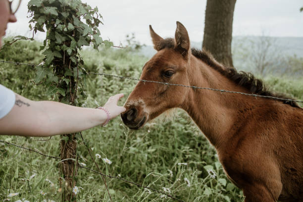 istock Petting a baby horse 1223825460