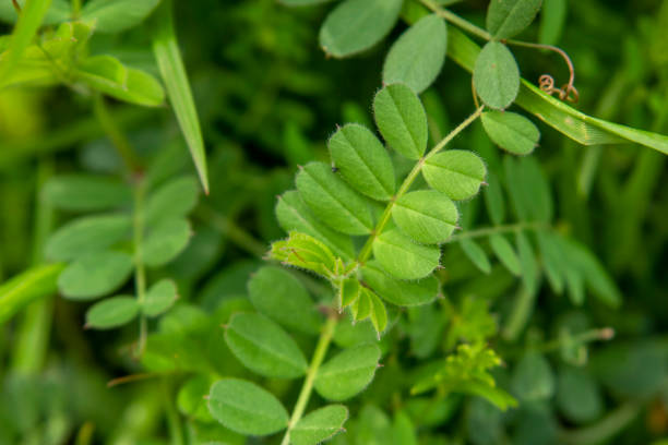 istock Close up of Narrow-leaved Vetch leaf 1223825722