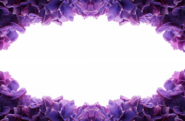 istock Frame of lilac flowers with space for text on white background. Flat lay, top view 1223826180