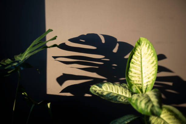 Monstera Deliciosa leaves and shadows on a gray wall background