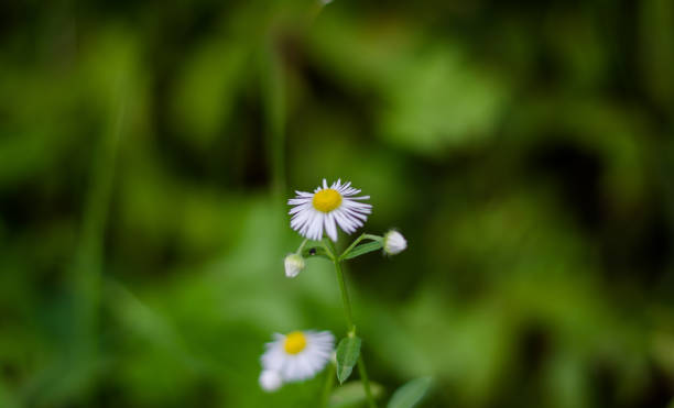 istock Beautiful flowers in the world 1223827063
