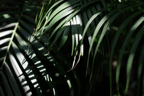 istock Green palm leaf with sun light on dark tropical tone. 1223827134