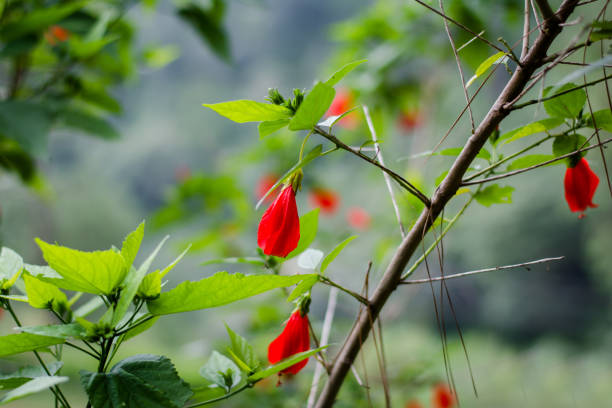 istock Beautiful flowers in the world 1223827225