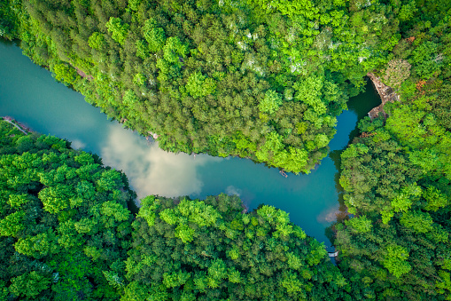 Aerial photography forest