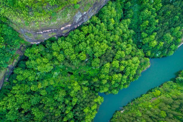 istock Aerial photography forest 1223827935