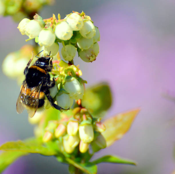 Pollinating Highbush Blueberries. Each flower must be visited once by a bumble bee to get enough pollen so that berries will grow to maximum size.