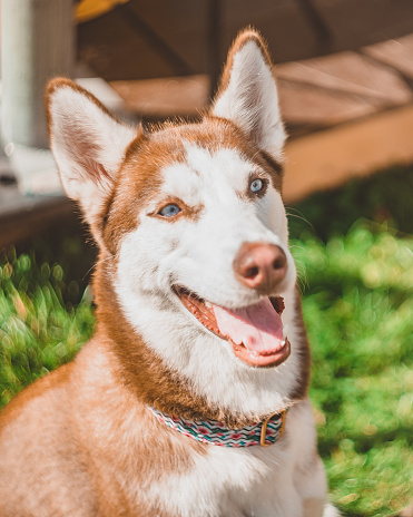 Portrait of a light brown Husky dog with blue eyes at a dog show