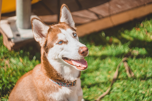Portrait of a light brown Husky dog with blue eyes at a dog show