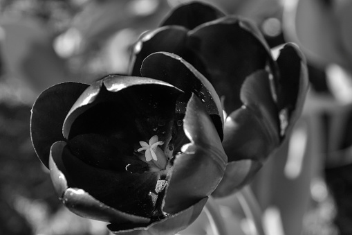 Tulips photographed from close. Black and white