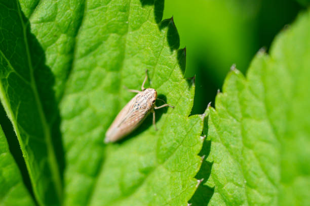 Leafhopper on Leaf in Springtime stock photo