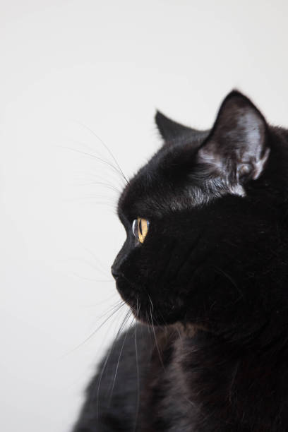 istock portrait of a black cat looking sideways close up 1223831205