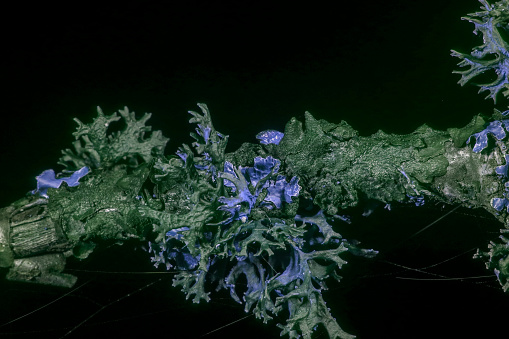 Lichen in ultraviolet macro