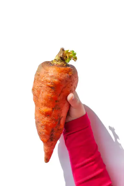 Ugly food. Big deformed organic carrot in child's hand on white background isolated. Bright juicy colors. Misshapen produce, waste problem concept. Minimal pop art style. Front view vertical banner.
