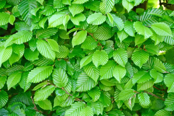 Fresh leaves of a hornbeam hedge in springtime.