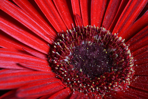closeup of beautiful red gerbera jamesoni flower