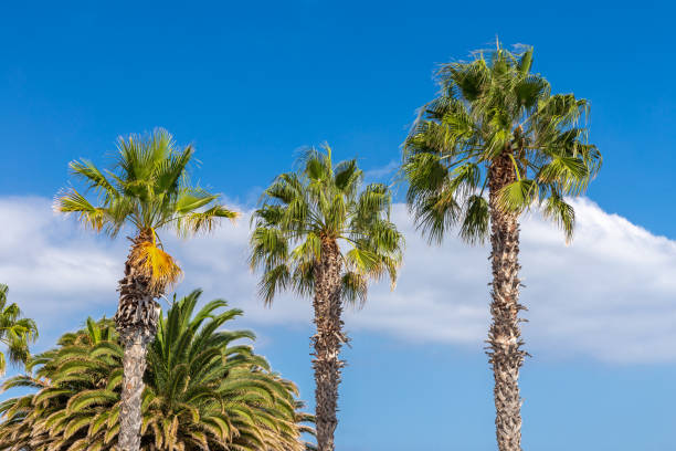 istock Palm tree in front of a blue sky 1223834739