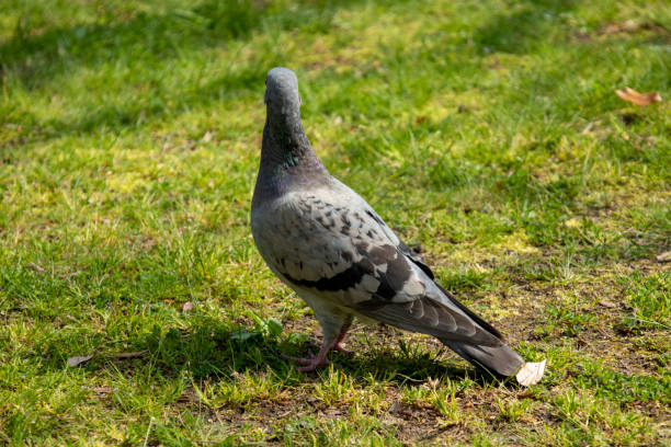 istock Dove relaxing on the grass in the park 1223834988