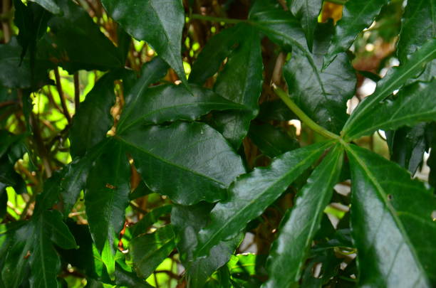 istock tropical leaf, large foliage, abstract green texture, nature background 1223835973