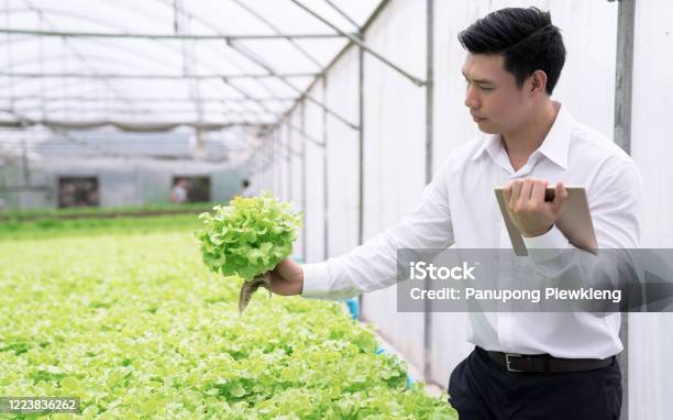 The Young Business Owner Checks The Quality Of The Vegetables On The Farm Hydroponic Vegetable Organic Food Business Concept Stock Photo - Download Image Now