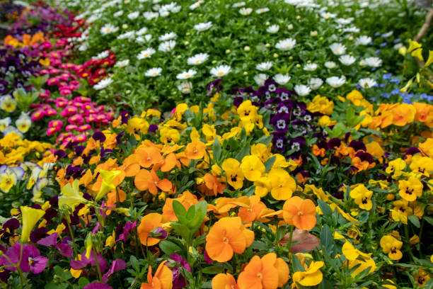 istock Flowerbed with pansies, daisies and margarets 1223836307