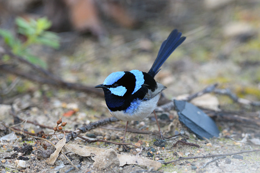 A Superb Fairy-wren standing on the ground.