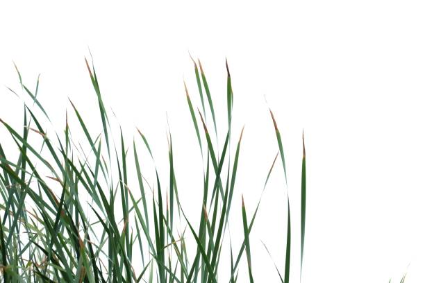 istock In selective focus wild grass bush leaves growing in a field on white isolated background for green foliage backdrop 1223837124